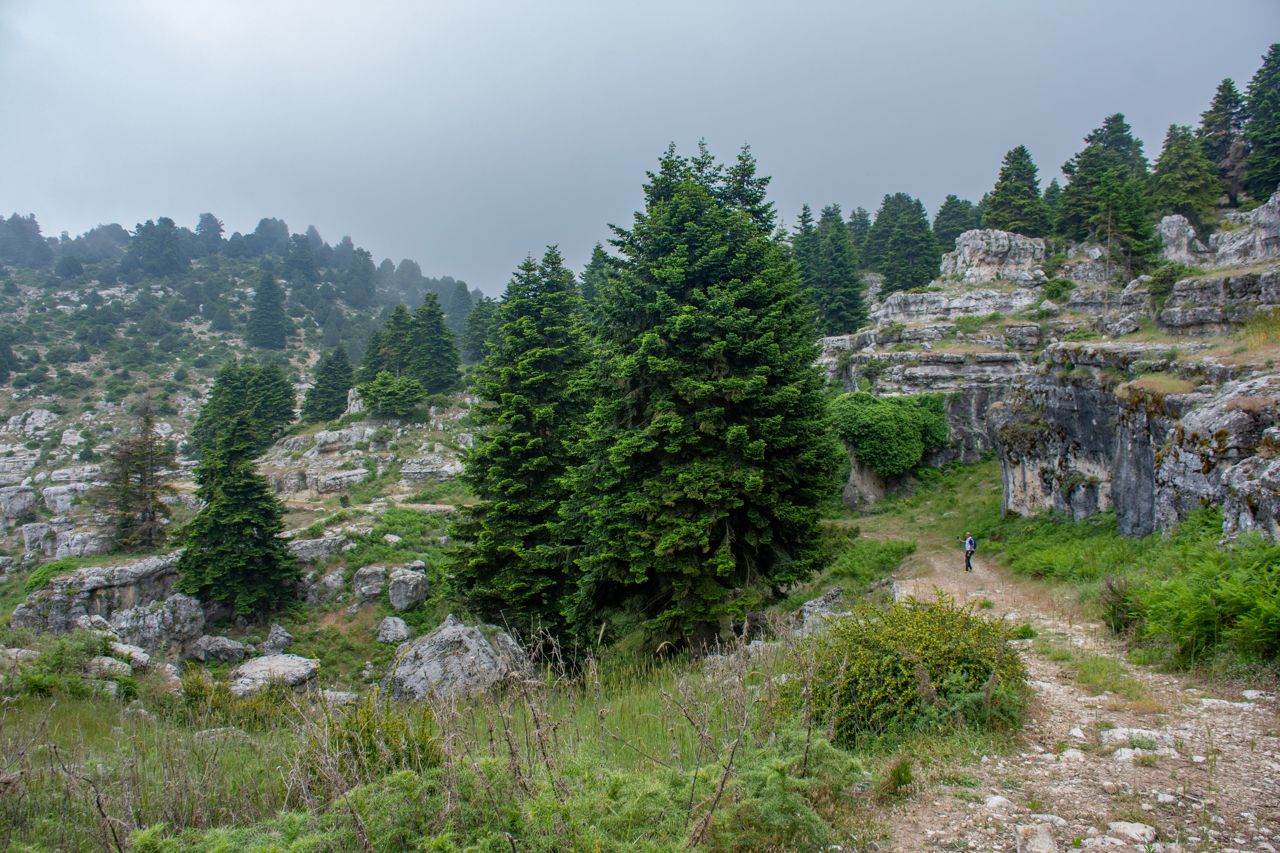 A rocky trail climbing through conifers and limestone outcrops in the mountains of Qoubaiyat, Akkar
