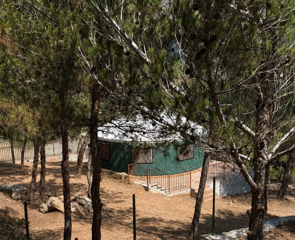 Clean pine forest campsite surrounding a green glamping accommodation at Horizon Pines in Kobayat, Akkar, Lebanon.