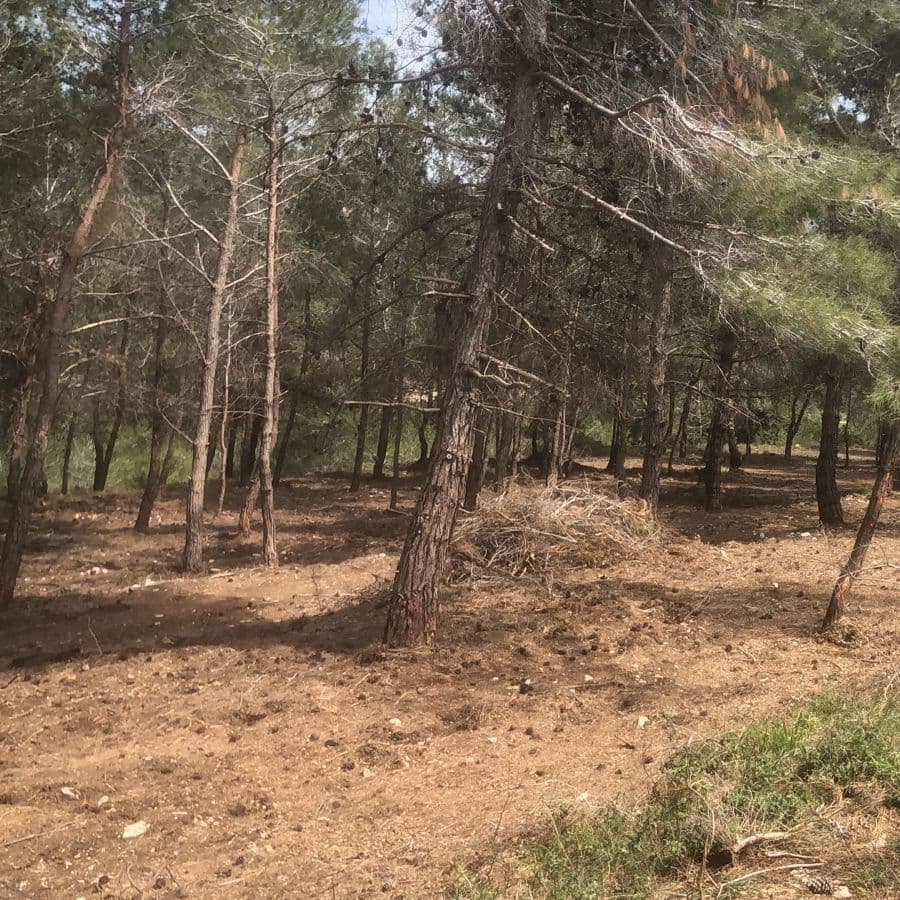 Natural pine forest camping area at Horizon Pines, Lebanon