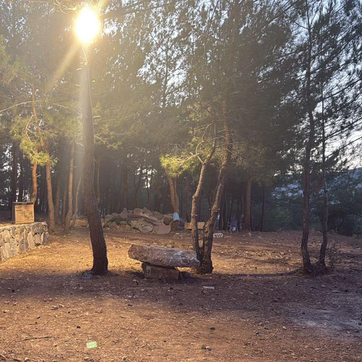 Forest ground clearing under tall pine trees at Horizon Pines, Lebanon