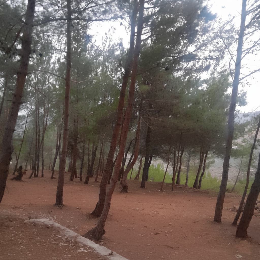 Firepit and stone bench under pine trees at Horizon Pines, Lebanon