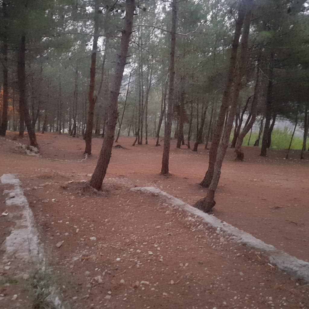 Evening view of the pine forest at Horizon Pines, Lebanon