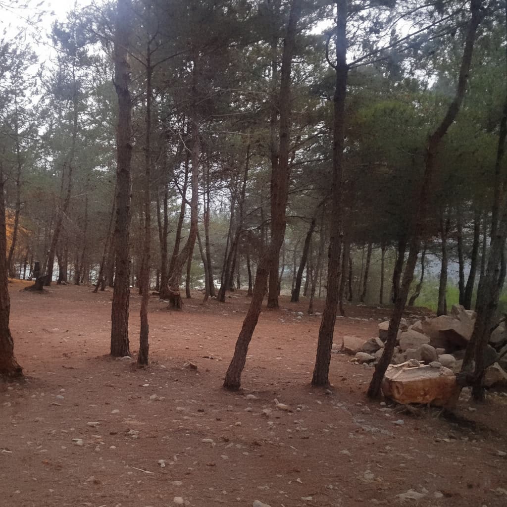 Forest camping trail and path through Horizon Pines, Lebanon