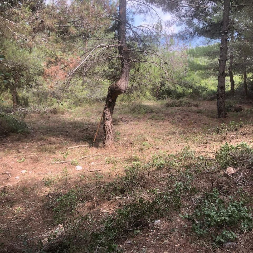 Curved pine tree in Horizon Pines forest clearing, Lebanon