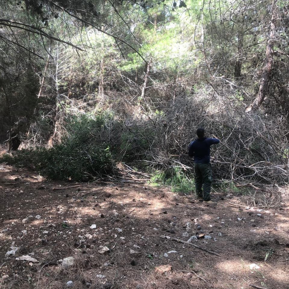 Cut branches during forest maintenance at Horizon Pines, Lebanon