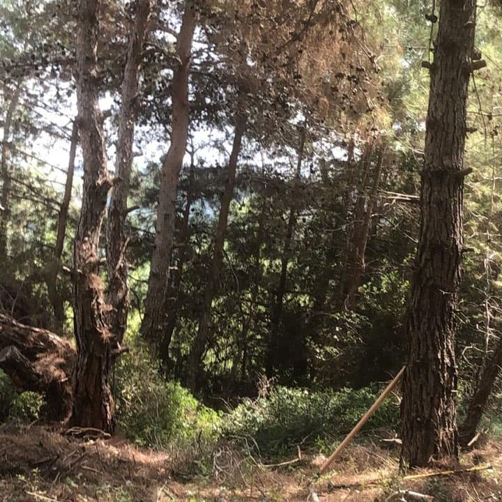 Forest clearing with tall trees in Horizon Pines, Lebanon