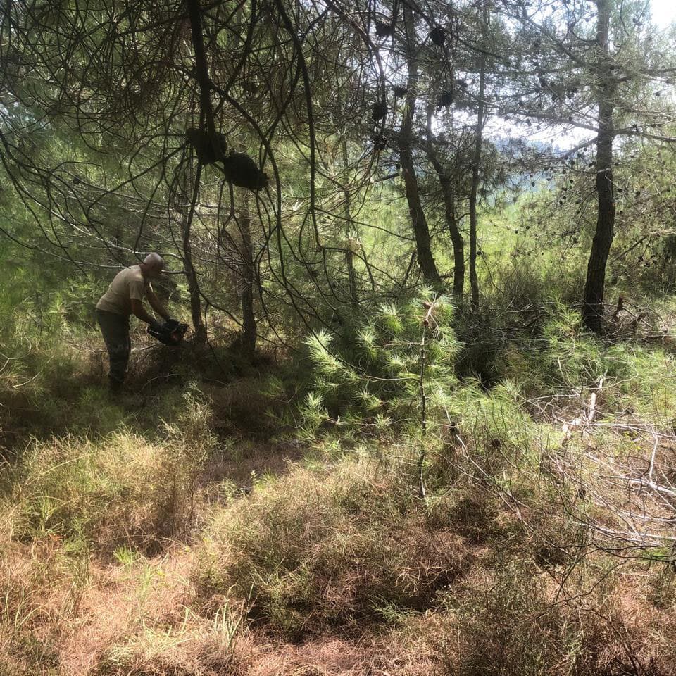 Forest floor with scattered branches at Horizon Pines, Lebanon