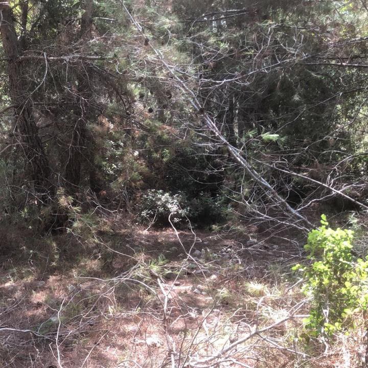 Green hillside covered with pine trees at Horizon Pines, Lebanon