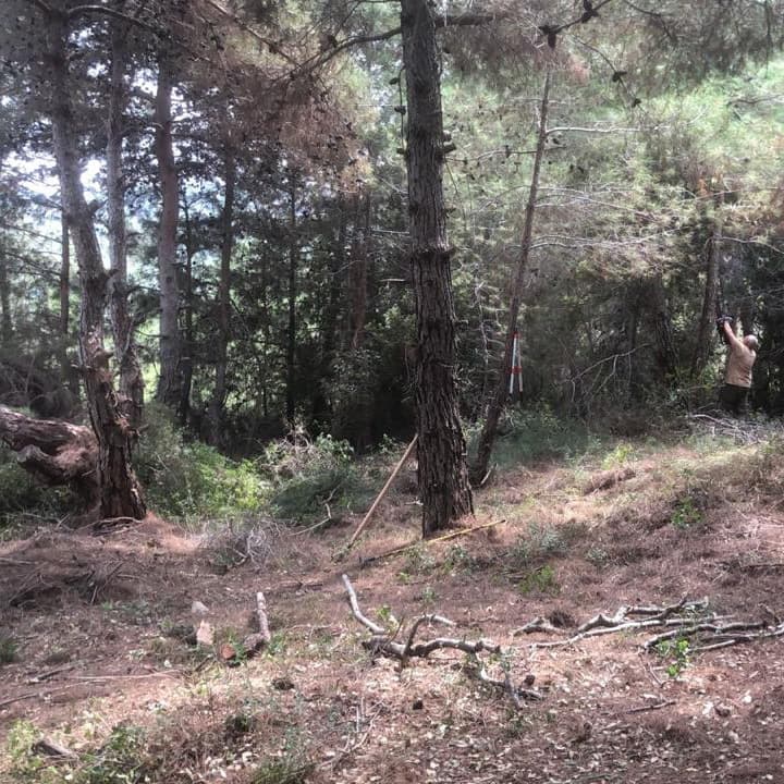 Sunlit forest path surrounded by pines at Horizon Pines, Lebanon
