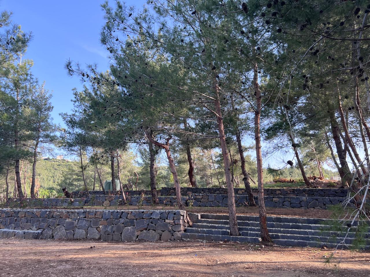 Pine trees and dry-stone terraces with steps at Horizon Pines in Kobayat, Akkar, under a clear blue sky.