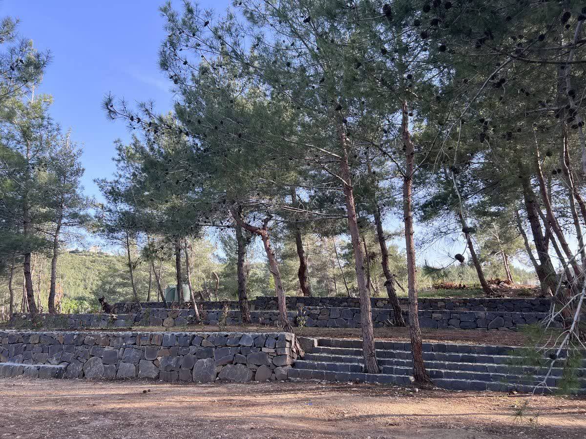 Tiered stone seating under pine trees at Horizon Pines, Kobayat