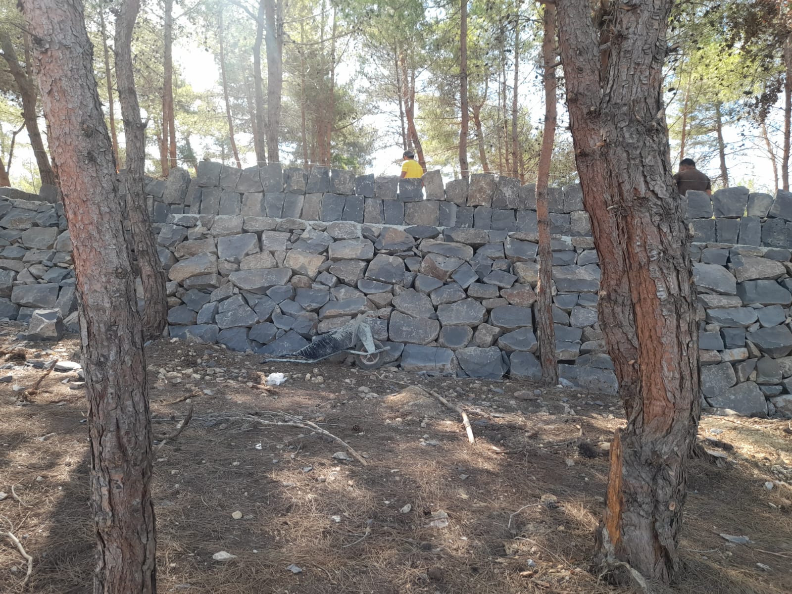 two workers building a dry-stone terrace wall al Horizon Pines, surrounded by tall pine trees in a natural forest setting