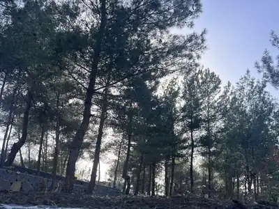 Low stone wall through trees