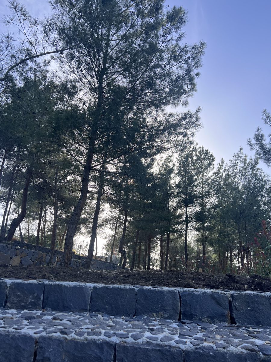 Low Stone Wall Through Trees