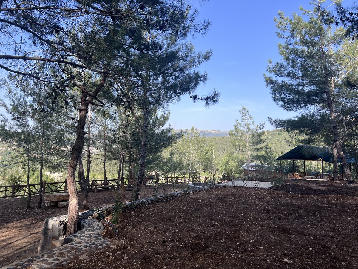 Open Pine Clearing With Shelter