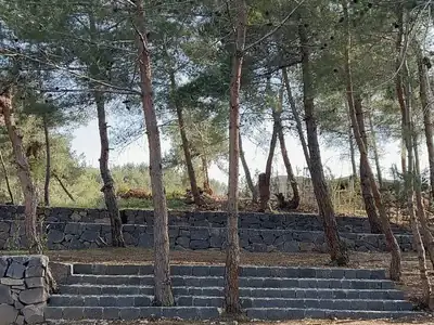 Picnic benches under pines