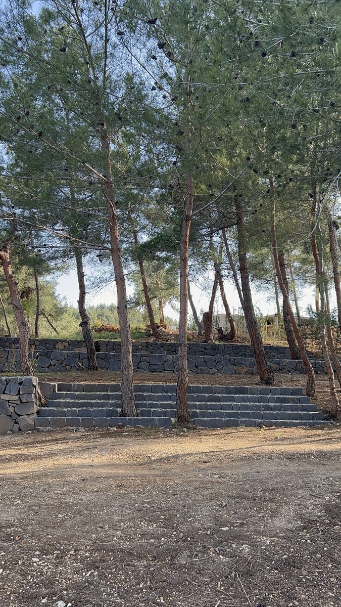 Picnic Benches Under Pines