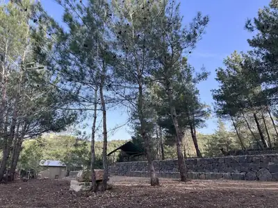 Pine clearing and stone terrace