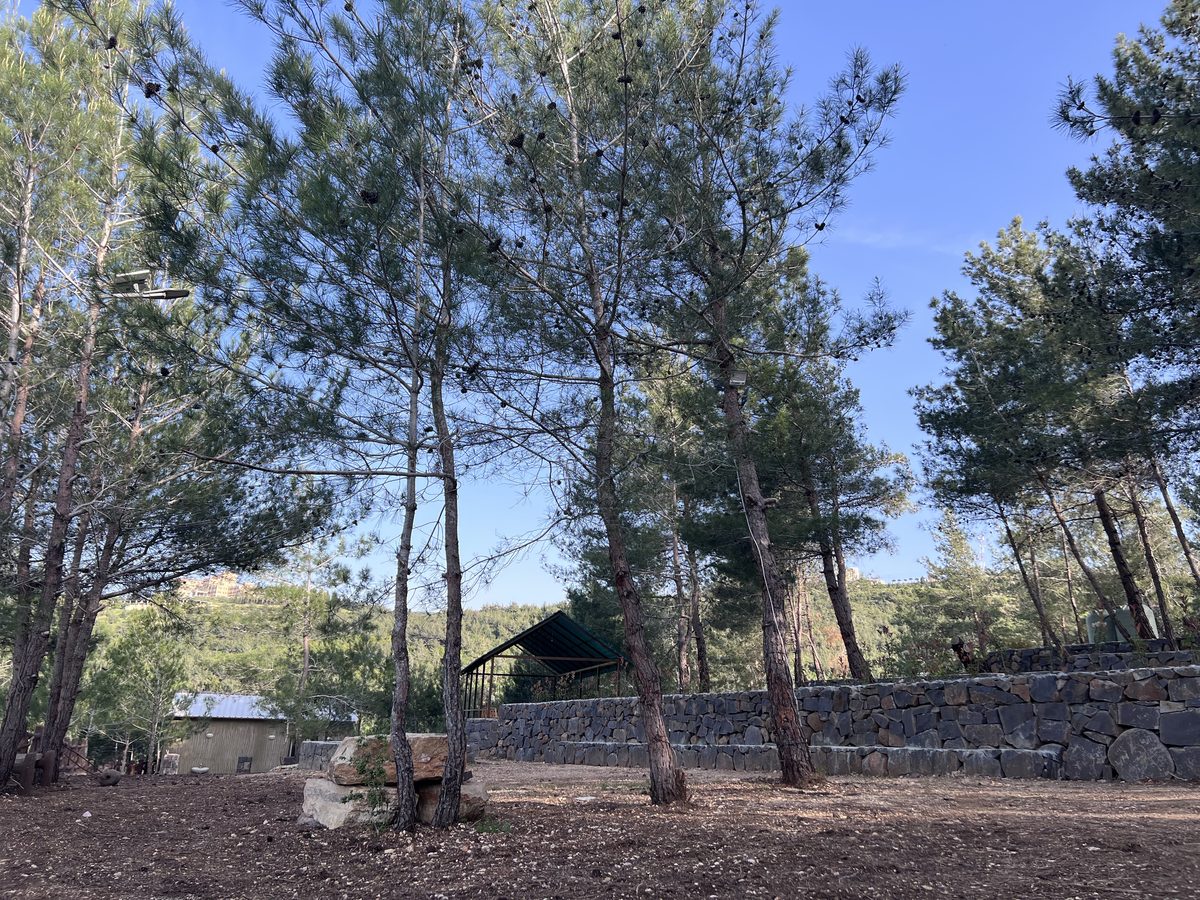 Pine Clearing And Stone Terrace