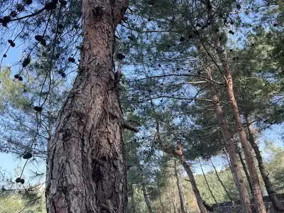 Pine trunk and stone terrace