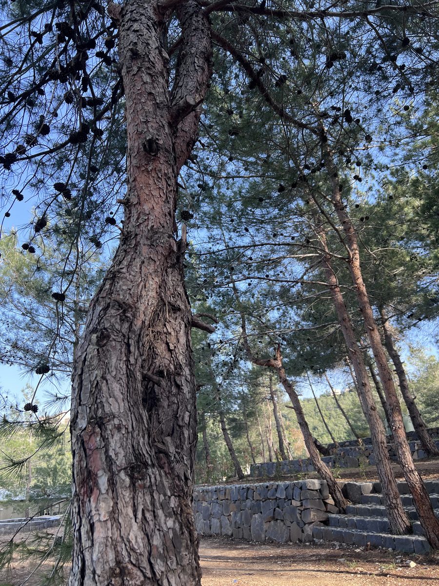 Pine Trunk And Stone Terrace