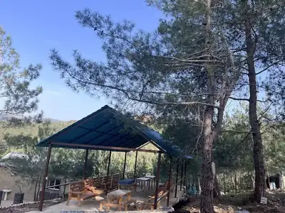 Shelter beside pine path