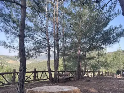Stone picnic table under pines