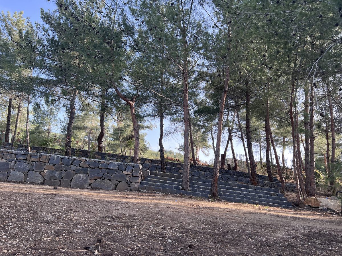 Stone Retaining Wall And Pines