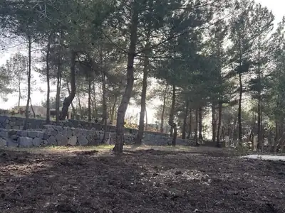 Stone wall and pine slope