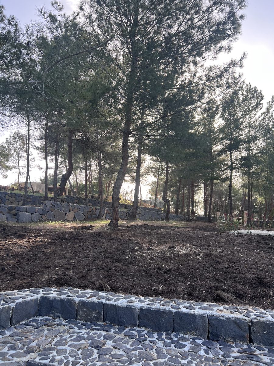 Stone Wall And Pine Slope