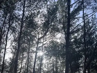 Tall pines with sunlight