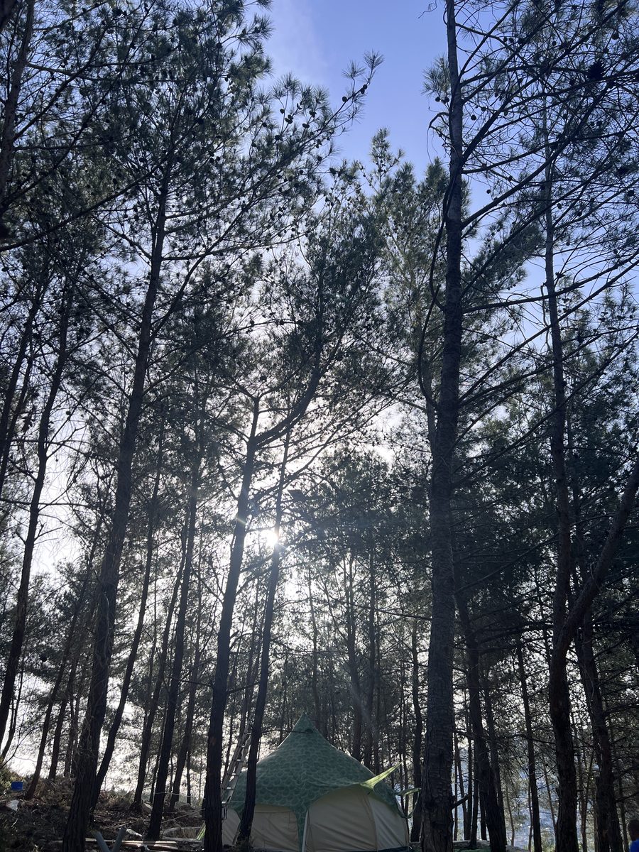 Tall Pines With Sunlight