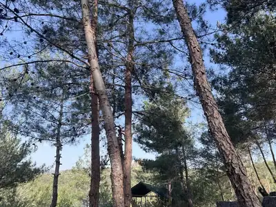 Tree lined campsite path