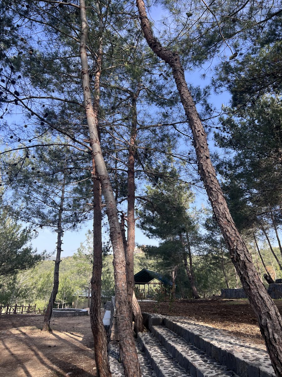 Tree Lined Campsite Path
