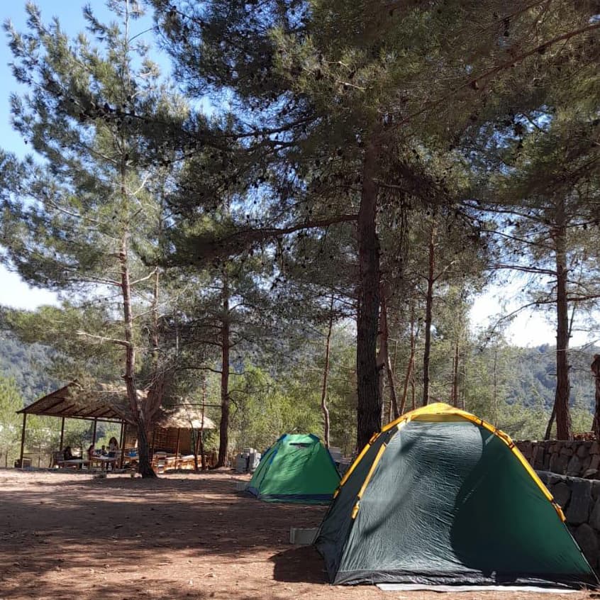 Green camping tents set up under tall pine trees at Horizon Pines in Kobayat, Lebanon, with a wooden shelter and mountain view in the background.