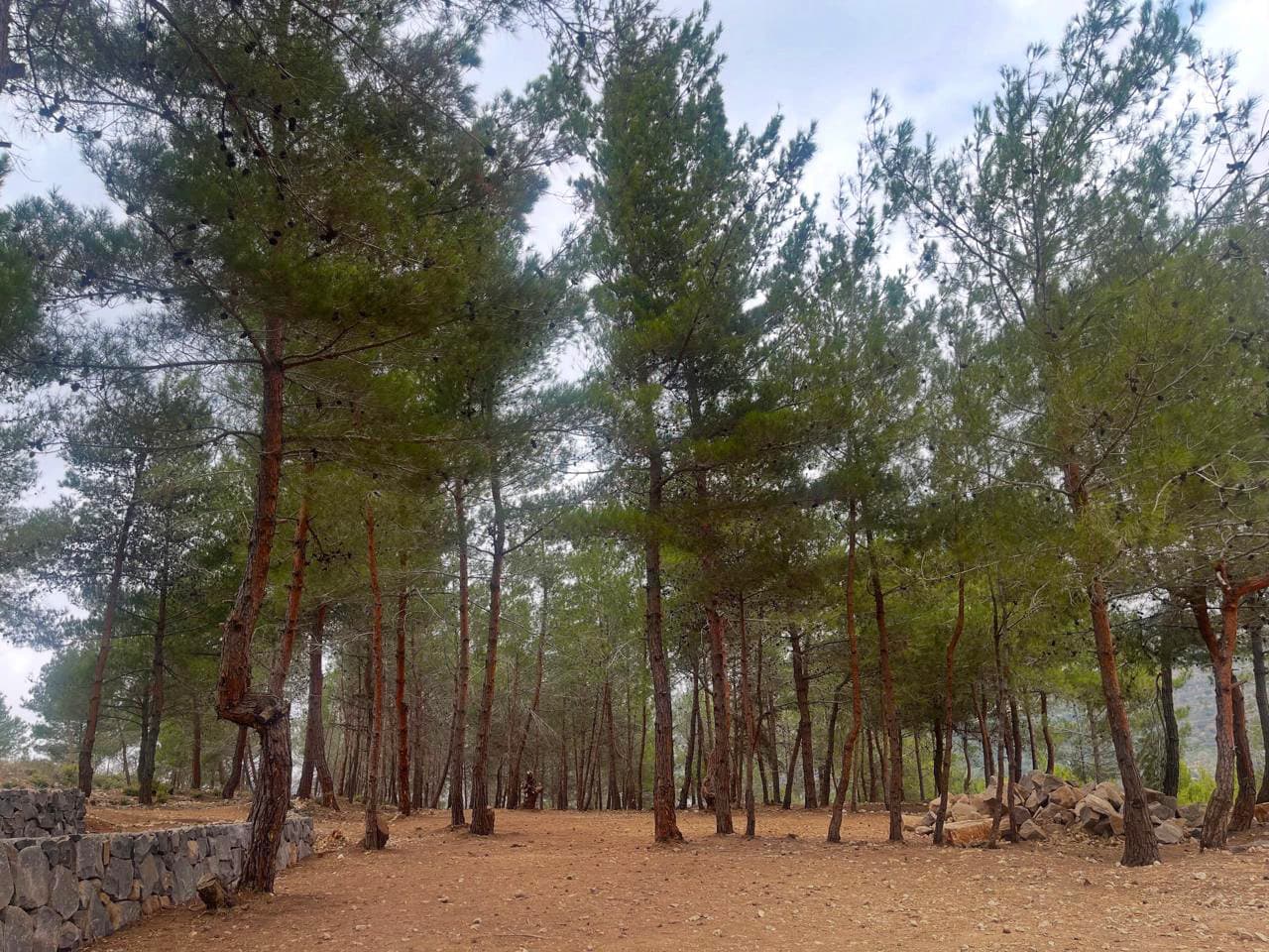 Peaceful pine forest at Horizon Pines in Lebanon, showing natural camping grounds surrounded by tall trees and stone paths under a cloudy sky.