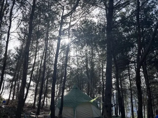 Lotus Belle tent — backlit forest sunburst